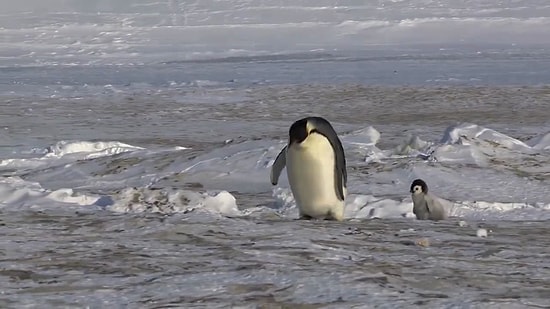 Penguenler Dünyasına Eğlenceli Bir Yolculuk Yapmaya Ne Dersiniz?