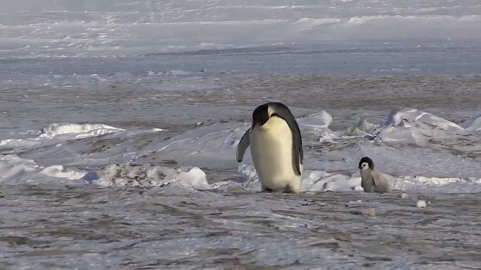 Penguenler Dünyasına Eğlenceli Bir Yolculuk Yapmaya Ne Dersiniz?