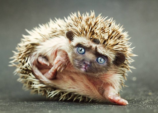 Fantastik Hikayelerden Fırlamışcasına Birbirlerine Melezlenmiş Hayal Ürünü 32 Hayvan