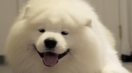 Adeta Pofuduk Bir Kutup Ayısı: Instagram'ın En Yakışıklı Samoyed'i Coby
