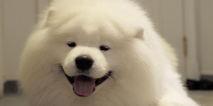 Adeta Pofuduk Bir Kutup Ayısı: Instagram'ın En Yakışıklı Samoyed'i Coby