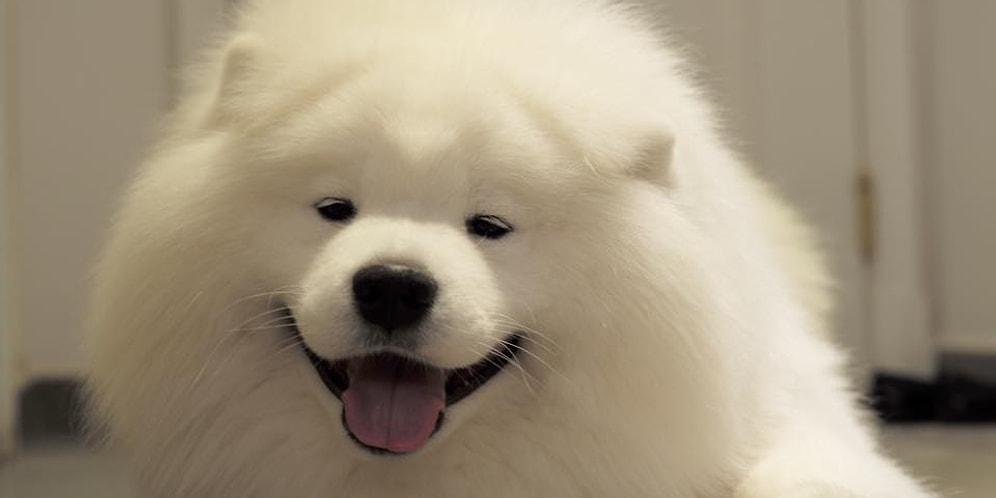 Adeta Pofuduk Bir Kutup Ayısı: Instagram'ın En Yakışıklı Samoyed'i Coby
