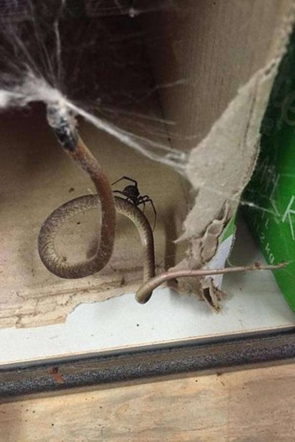 8. Örümceklerin yılanlarla boy ölçüştüğü bir memleket Avustralya.