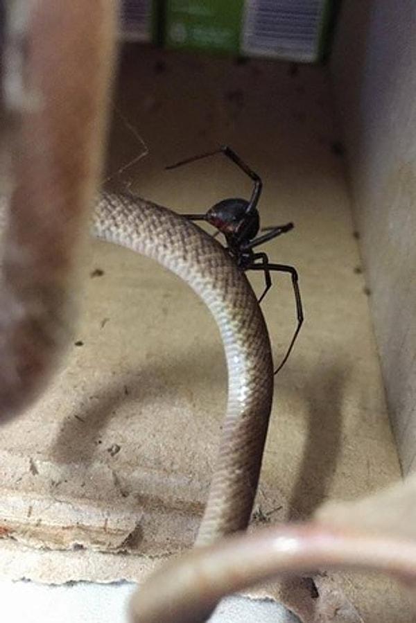 8. Örümceklerin yılanlarla boy ölçüştüğü bir memleket Avustralya.