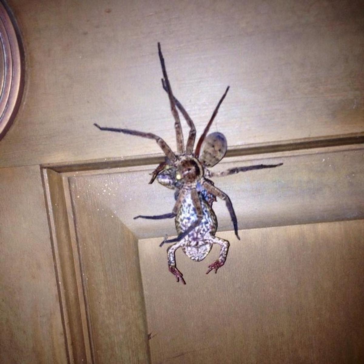 Спайдер туалет. Насекомые Австралии. Огромный паук на потолке. Австралия пауки в доме.