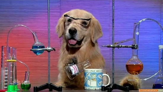 Эти псы – настоящие вундеркинды!