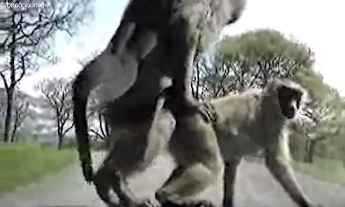 Aracınıza Güvenip Safariye Çıkıyorsanız Bunu Bir Daha Düşünün