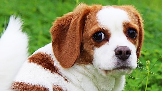 Var Olduğunu Bilmediğiniz 7 Sevimli Melez Köpek