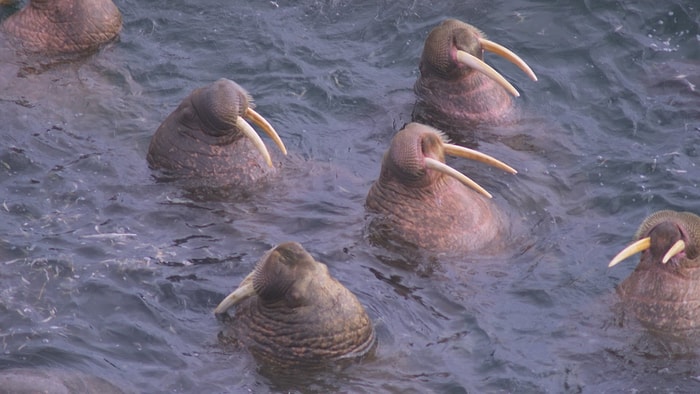 Sevimli Hayvanların Sıradışı Uyuma Şekilleri