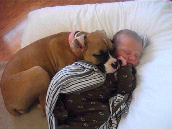 6. Köpeklerin onlara olan sevgisini açıklamanız mümkün değildir.