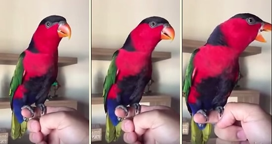 İçine Şirket Telefonu Kaçmış Papağandan 2 Farklı Çalma Tonu