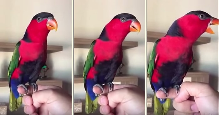 İçine Şirket Telefonu Kaçmış Papağandan 2 Farklı Çalma Tonu