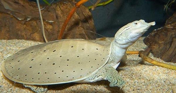1. Nil kaplumbağası