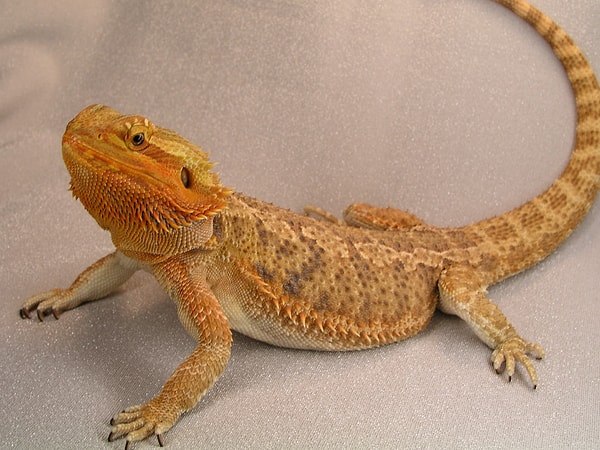 5. "Canım ben yılan sevmiyorum ya" diyenlerdenseniz: Bearded Dragon