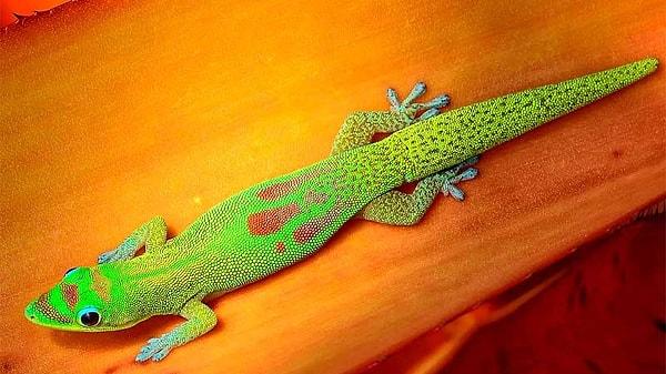 7. Leopar gekoyu yeterince egzotik bulmadıysanız; size gündüz kelerini (Day gecko) önerelim.