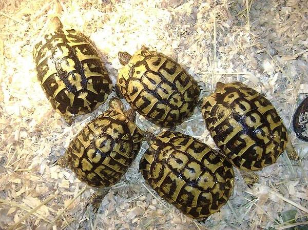 9. Türkiye'de de yaşayan ve yerel adı Trakya tosbağası olan "Testudo hermanni" (Hermann tortoise) ile tanışın