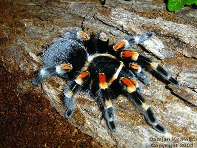 Tarantulaları İğrenç Tüylü Yaratıklar Olarak Görenlerin Fikrini Değiştirebilecek 12 tür