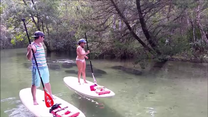 İnanılmaz Berrak Suda Gezinen İkilinin Altından Geçen Deniz Ayılarının Muhteşem Görüntüsü