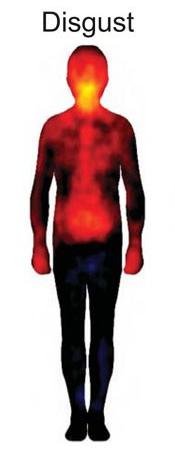3. Her ne kadar her bir duygu, belirli bir vücut hissi haritası yarattıysa da, araştırmacılar bazı bölgelerde çakışmalar tespit etti.