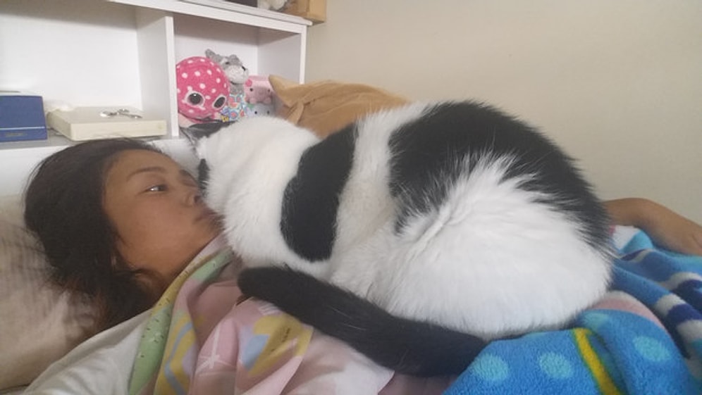 Kedi Seven Bir İnsana Aşık Olmanız İçin 21 Sebep