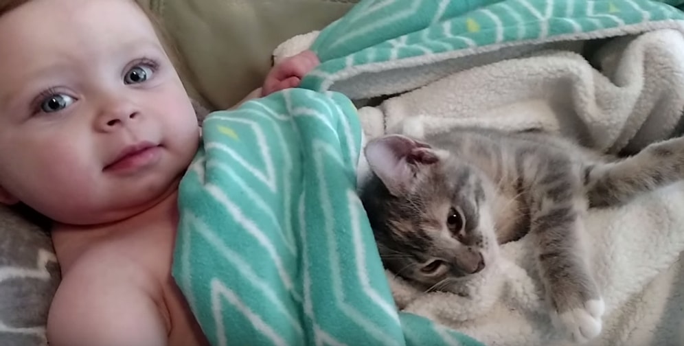 Dünyanın En Sevimli Anları: Sevimli Çocuktan Minnoş Bir Kediyi Uyandırma Rehberi