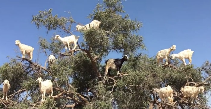Kafamda Deli Sorular! Rastgele Ağacın Üzerinde Duran Keçi Grubu