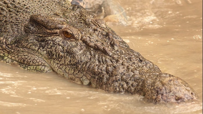 Timsahların Ağzının İçi Neye Benziyor?