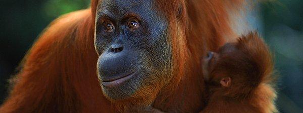 12. Sumatra Orangutanı
