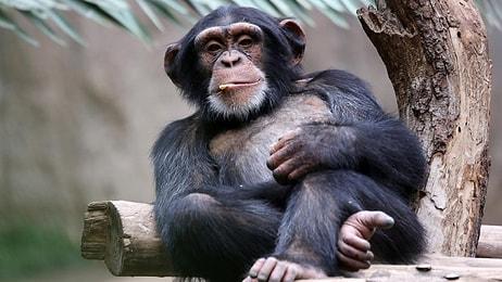 Maymunların İnsanlara Tıpa Tıp Benzeyen 8 Davranışı