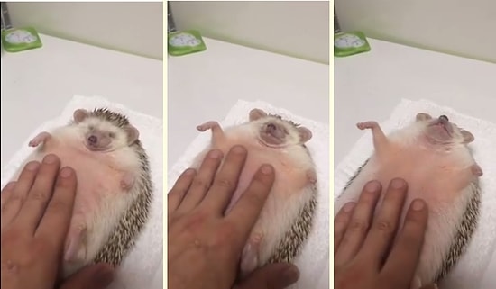 Göbeğine Masaj Yaptıran Kirpinin İnanılmaz Mutlu Olduğu Anlar