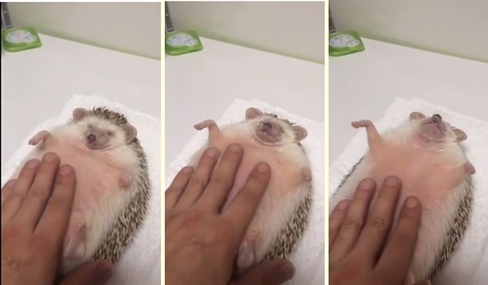 Göbeğine Masaj Yaptıran Kirpinin İnanılmaz Mutlu Olduğu Anlar