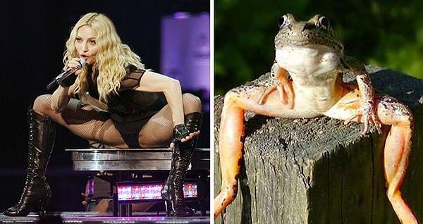 7. Kurbağalar aleminin Madonnası.