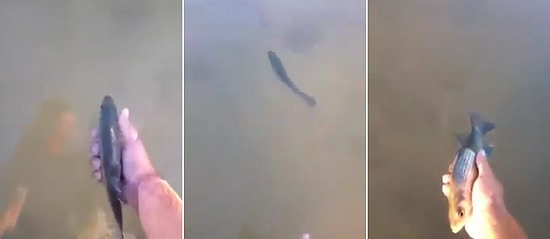 Balık Evcilleşir mi Demeyin! Sahibinin Suya Bıraktığı Balık Tekrar Geri Geliyor