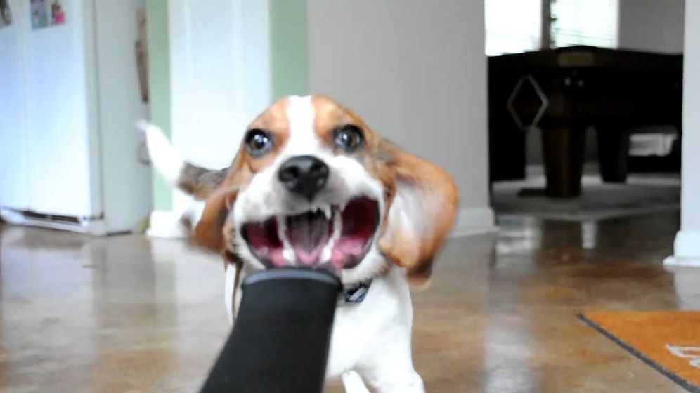 Ağır Çekimde Yaprak Üfleme Makinesi ile Ağızlarını Şekilden Şekle Sokan Köpekler