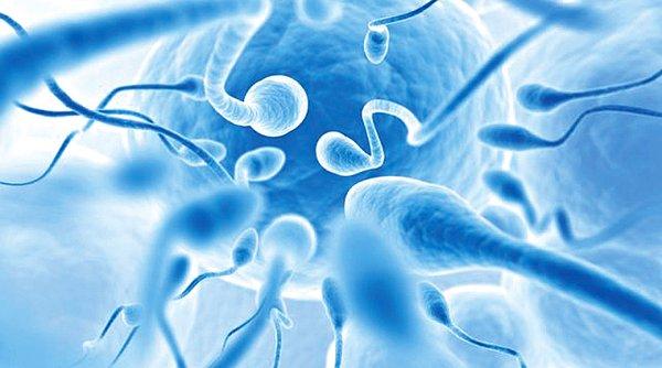 2. Laboratuvar ortamında sperm üretildi