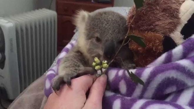 Tüm Zamanların En Sevimli Yavrusu: Koala Joey
