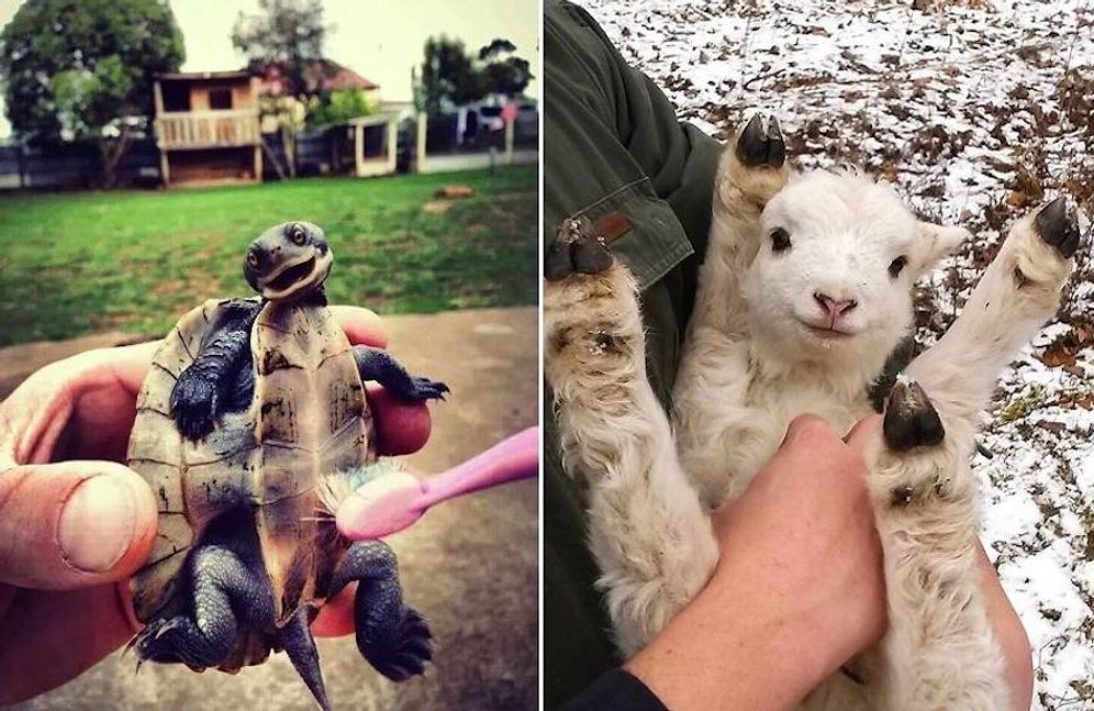 Biraz Karnını Okşadığınızda Kendinden Geçip Yelkenleri Hemen Suya İndiren 18 Hayvan