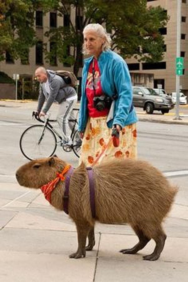 2. Capybara