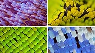 Pırıltılı Yapraklar Gibi Görünen Kelebek Kanatlarının Büyüleyici Makro Fotoğrafları