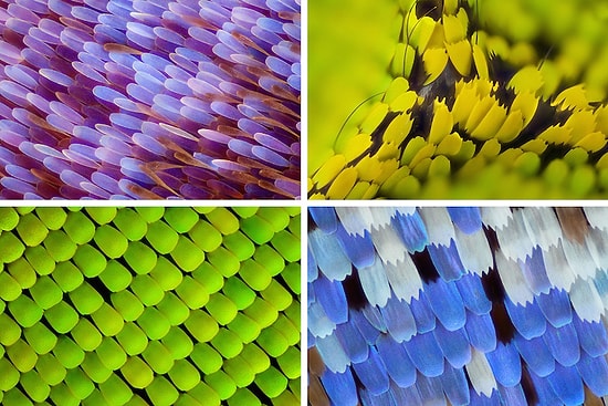 Pırıltılı Yapraklar Gibi Görünen Kelebek Kanatlarının Büyüleyici Makro Fotoğrafları