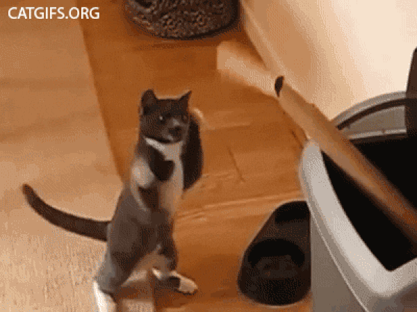 Kedilerin Neden İnternetin Favorileri Olduğunu Kanıtlayan 9 Sevimli Gif