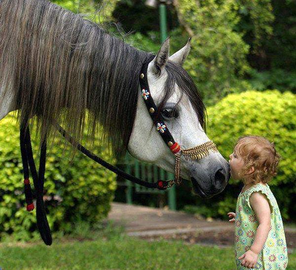 En sadık dostlarımızın atlar olduğunu biliyor muydunuz?