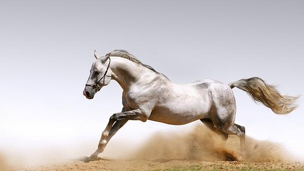 Atların bacakları yalnız ağır yükleri taşıyabilmeleri için değil, aynı zamanda da hızlı koşabilmeleri için özel yaratılmıştır.