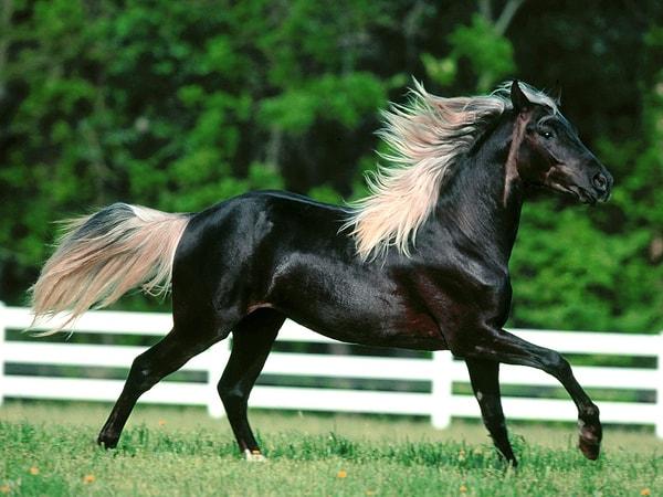 Atların bacaklarında hızlandıkça harcadıkları kuvveti düşüren buna karşın hareket edebilme yeteneklerini artıran bir kemik-kas mekanizması vardır.