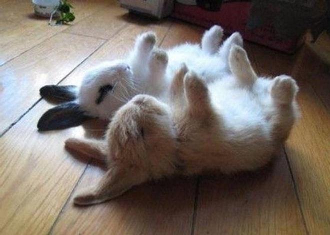 Tavşanların Instagram Kızlarıyla Ruh İkizi Olduğunun İspatı 19 Fotoğraf