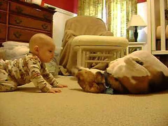 Sevimli İkili: İlk Kez Bebek Gören Tatlı Köpeğin Tepkisi