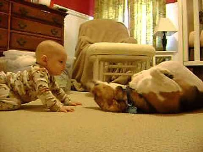 Sevimli İkili: İlk Kez Bebek Gören Tatlı Köpeğin Tepkisi