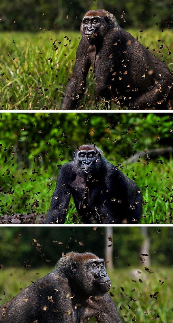12. Bataklık kelebekleri arasında halinden oldukça görünen bir goril...