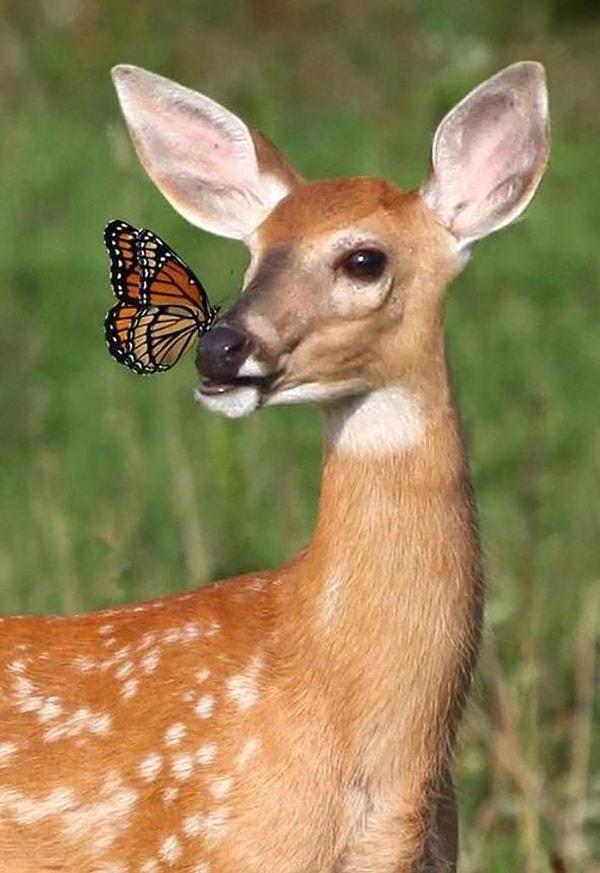 16. Bambi'nin burnuna konan davetsiz bir misafir :)