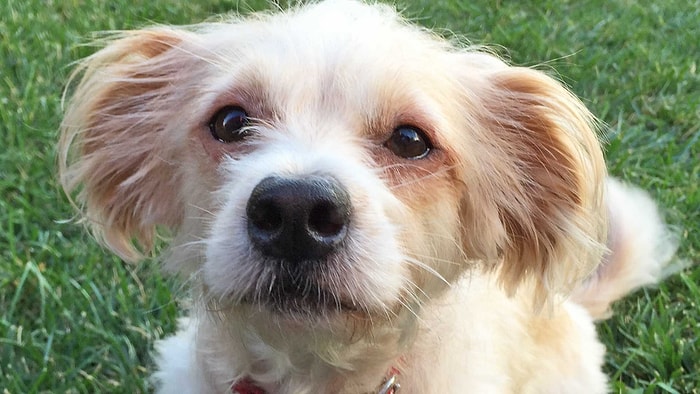 Köpeğiniz Dünyayı Nasıl Görüyor?